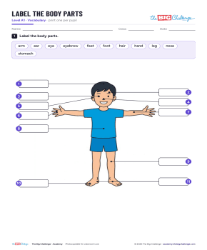 Label The Body Parts