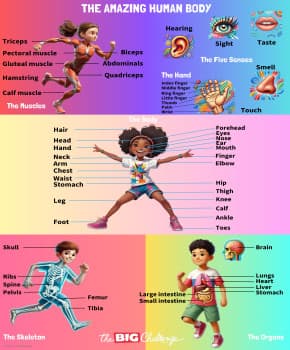 Le corps humain