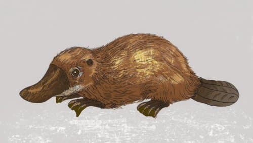 Platypus